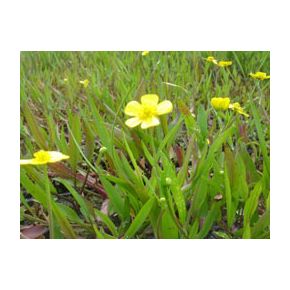 Fleurs Plante Aquatique Ranunculus flammula
