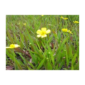 Ranunculus flammula