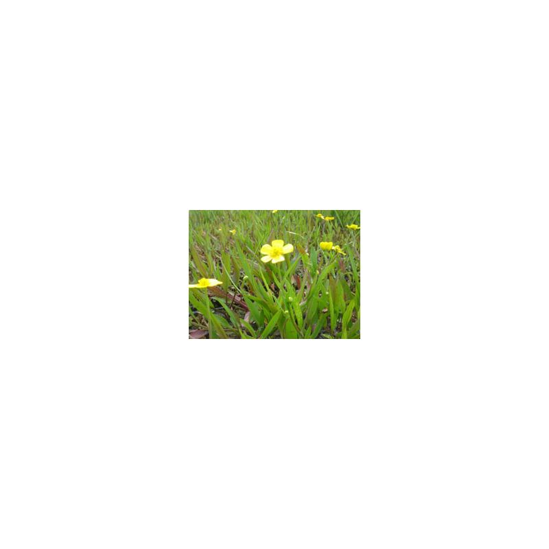Fleurs Plante Aquatique Ranunculus flammula