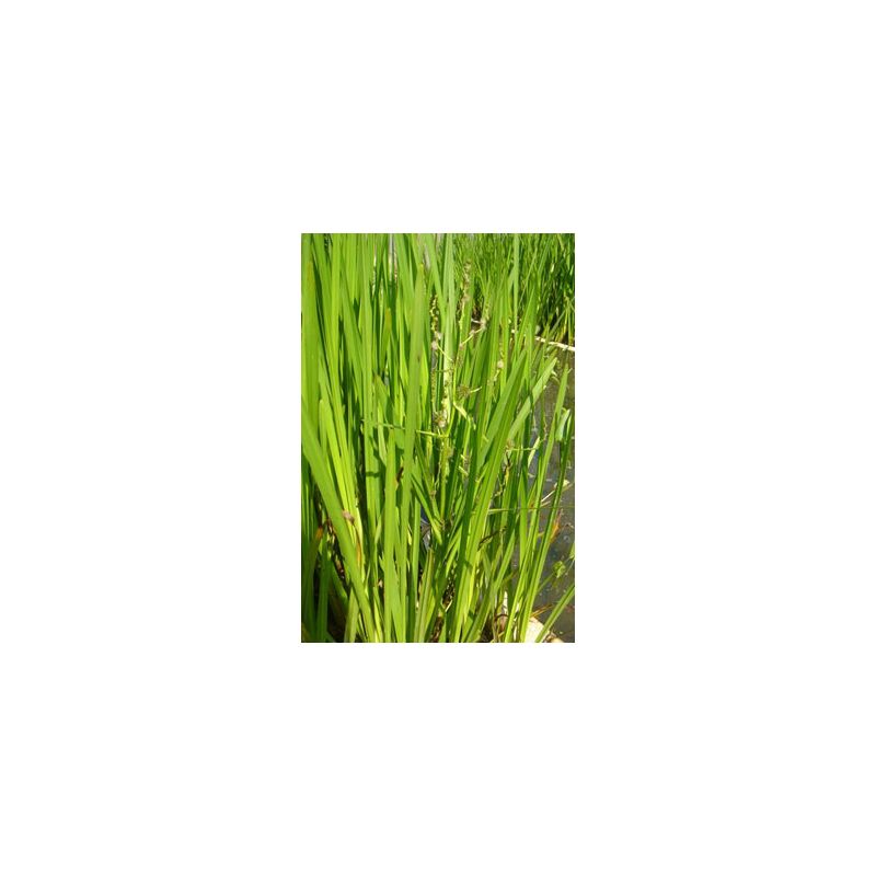Plante Aquatique Sparganium erectum