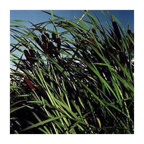 Typha latifolia