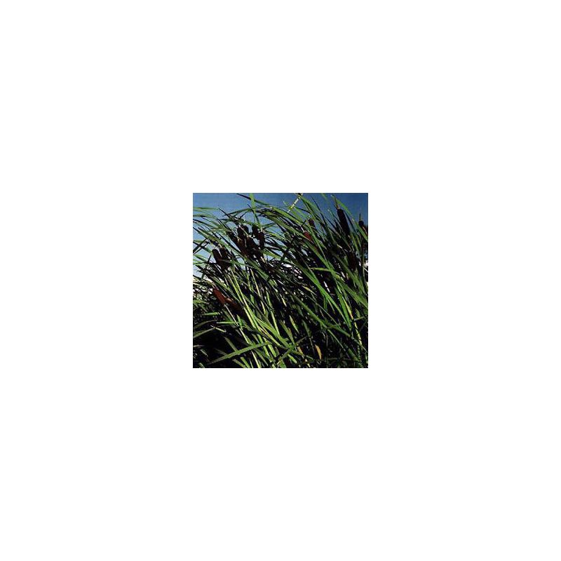 Plante Aquatique Typha latifolia