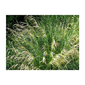 plante aquatique Deschampsia cespitosa