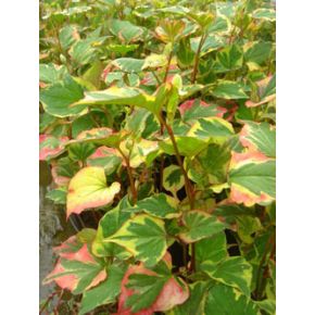 plante aquatique Houttuynia cordata chameleon