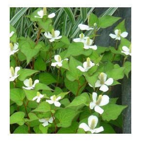 plante aquatique Houttuynia cordata