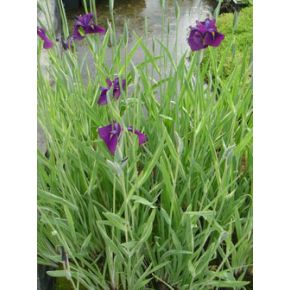 plante aquatique Iris ensata variegata