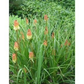 plante aquatique Kniphofia uvaria
