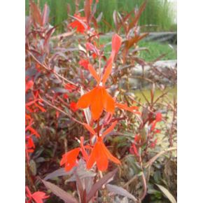 plante aquatique Lobelia queen victoria