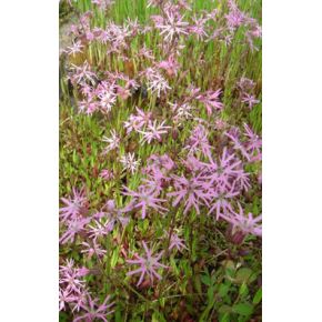 plante aquatique Lychnis flos-cuculi