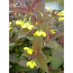 plante aquatique Lysimachia ciliata fire-craker