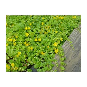 plante aquatique Lysimachia nummularia