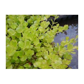 plante aquatique Lysimachia nummularia aurea