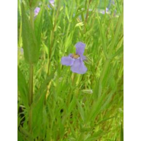 plante aquatique Mimulus ringens