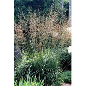plante aquatique Molinia arundinacea