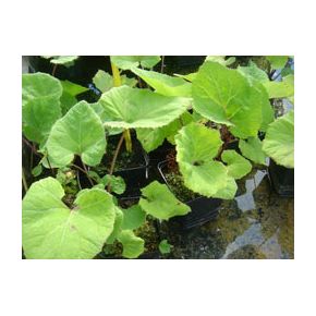 plante aquatique Petasites hybridus