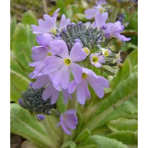 plante aquatique Primula denticulata