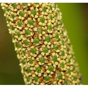 fleur de l'acorus calamus variegatus