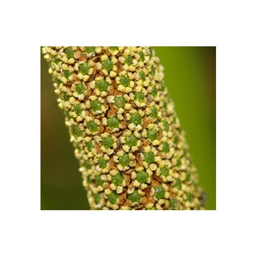 fleur de l'acorus calamus variegatus