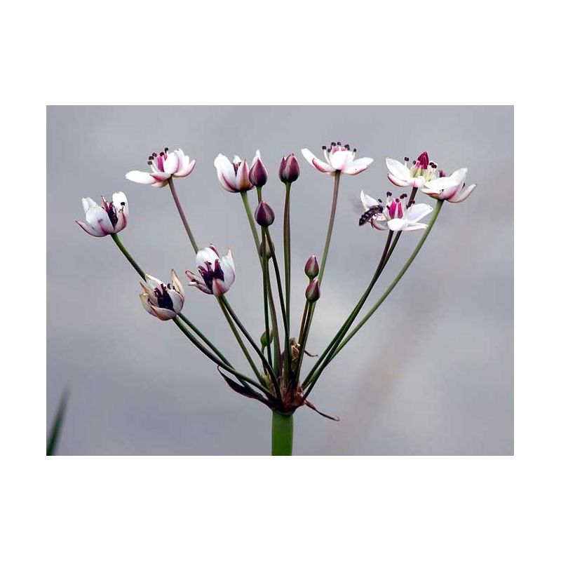 Fleur de butomus umbellatus