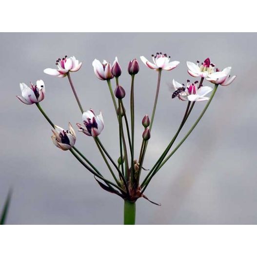 Fleur de butomus umbellatus