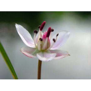 Zoom Plante Aquatique Butomus umbellatus