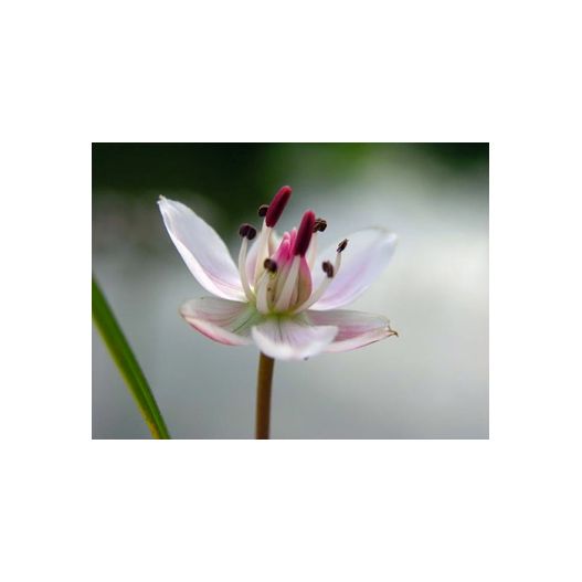 Zoom Plante Aquatique Butomus umbellatus