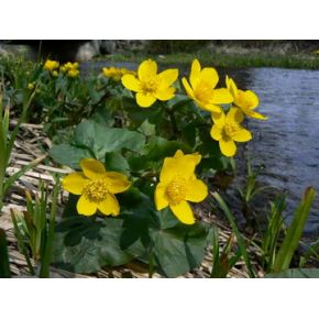 Fleurs Plante Aquatique Caltha palustris