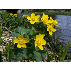 Caltha palustris