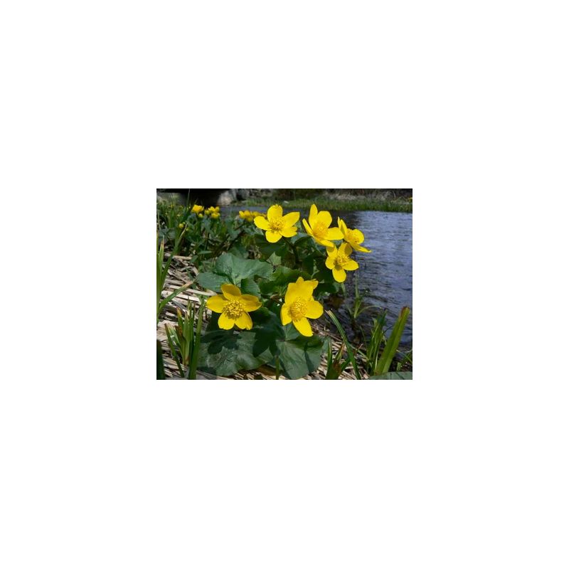 Fleurs Plante Aquatique Caltha palustris