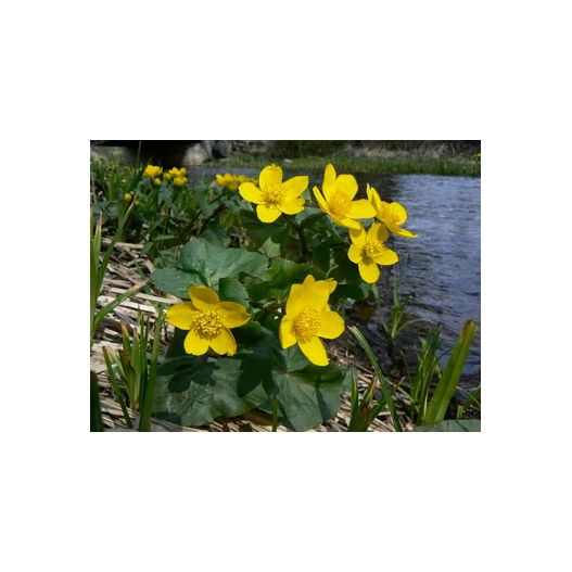 Fleurs Plante Aquatique Caltha palustris