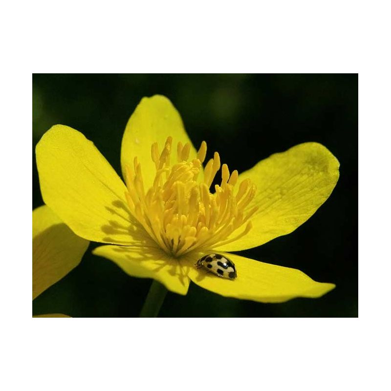 Zoom Plante Aquatique Caltha palustris