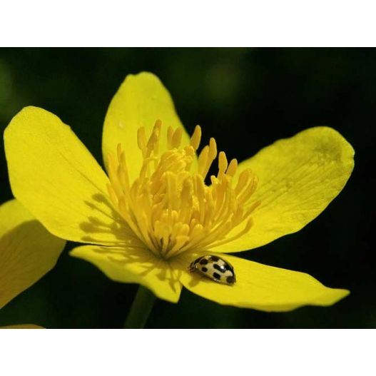 Zoom Plante Aquatique Caltha palustris