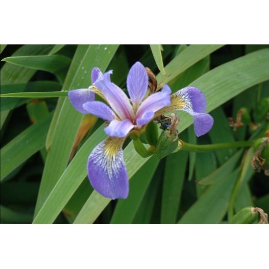 Iris laevigata