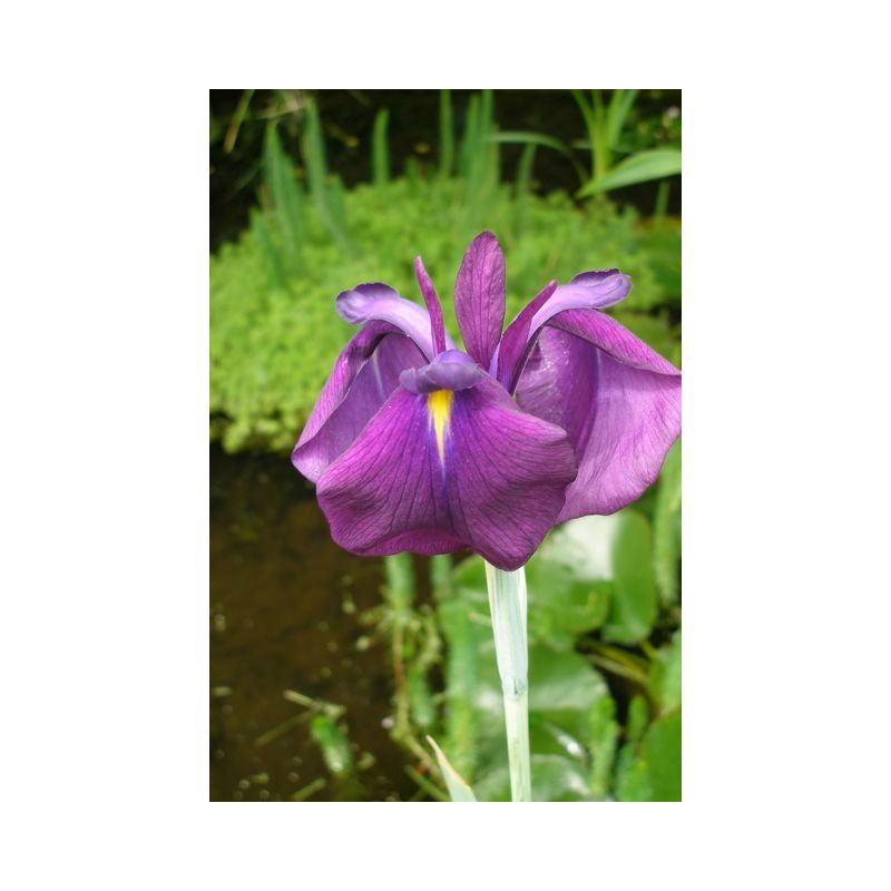 Iris laevigata pour bassin