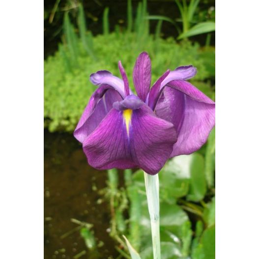 Iris laevigata pour bassin