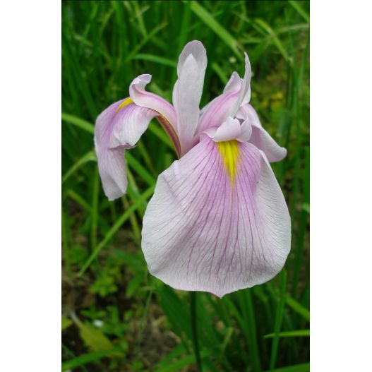 Iris laevigata queen victoria