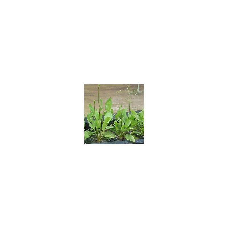 plante aquatique Alisma parviflora