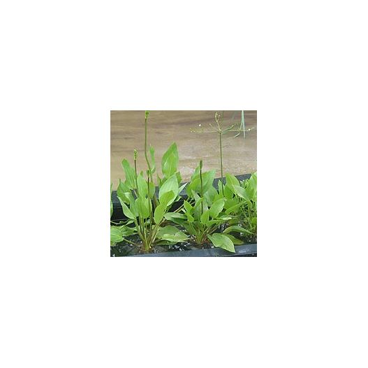plante aquatique Alisma parviflora