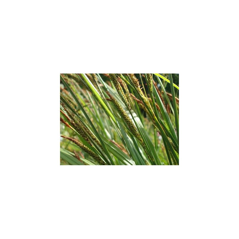 Carex acuta