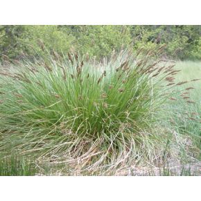 Carex paniculata