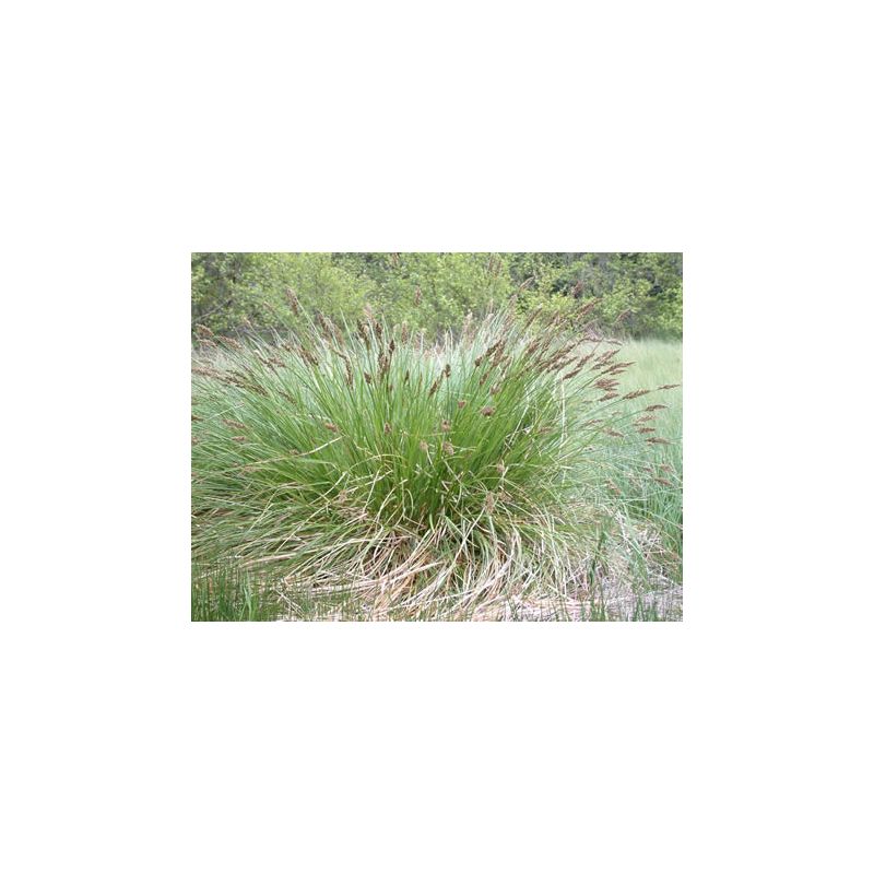 Carex paniculata