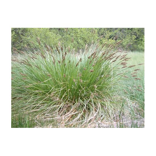 Carex paniculata