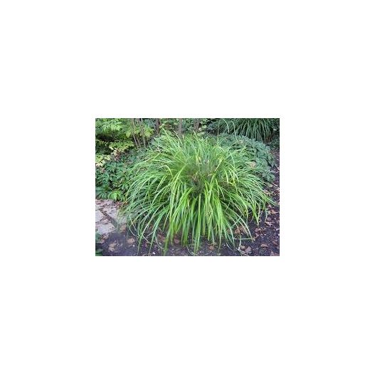 Plante Aquatique Carex pendula