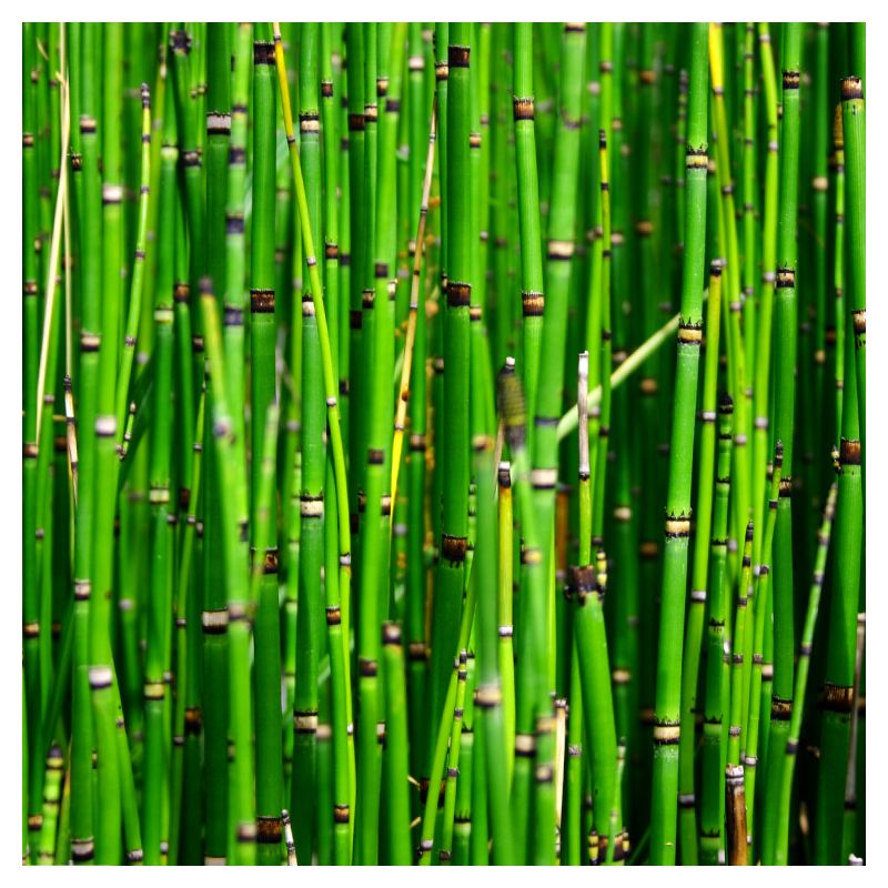 Equisetum americanum