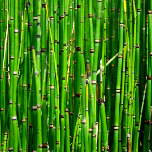 Equisetum americanum