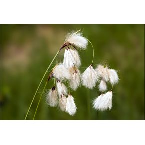 Plante Aquatique Eriophorum angustifolium