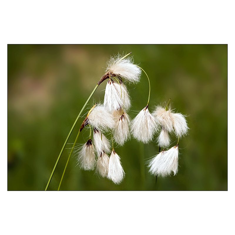 Plante Aquatique Eriophorum angustifolium