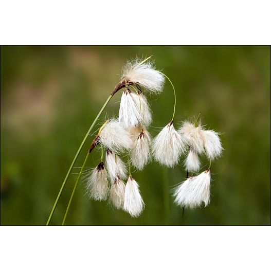 Plante Aquatique Eriophorum angustifolium