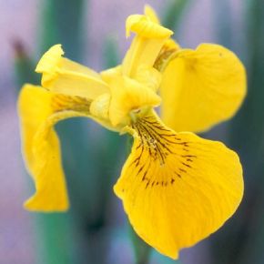 Plante Aquatique Iris pseudacorus