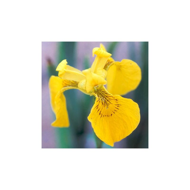 Plante Aquatique Iris pseudacorus